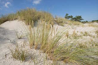 Dune and European Beachgrass or European Marram Grass (Ammophila arenaria)