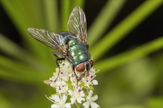 Green Bottle Fly (Lucilia sp.)