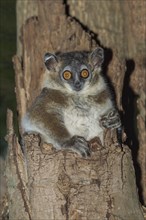 White-footed Sportive Lemur (Lepilemur leucopus) in a tree hole