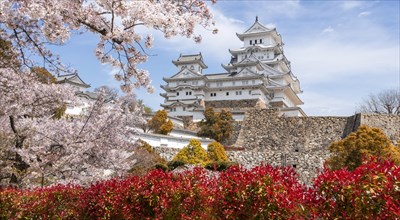 Blossoming cherry trees