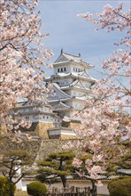 Blossoming cherry trees