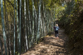 Female hiker on her way through high bamboo forest
