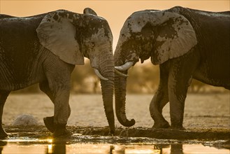 Two African elephants (Loxodonta africana) at a waterhole