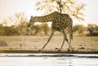 Angolan Giraffe (Giraffa camelopardalis angolensis) drinking at a waterhole