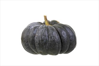 Pumpkin 'musque de Provence' variety