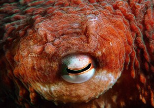 Eye of a Giant Pacific octopus or North Pacific giant octopus (Enteroctopus dofleini)