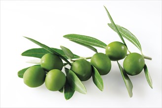 Olive leaves and green olives