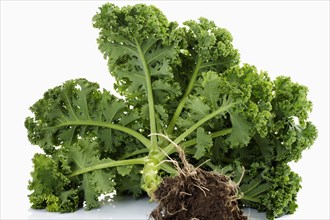 Kale (Brassica oleracea var sabellica)