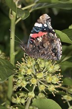 Admiral Butterfly (Vanessa atalanta) sucking nectar from Ivy