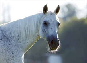 Grey Thuringian Warmblood) mare