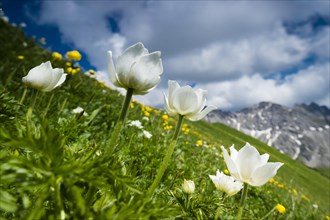 Windflower (Anemone) with mountain meadow