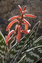 Tiger Aloe (Aloe variegata)