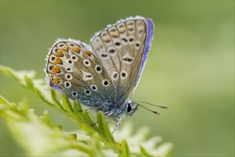 Common Blue butterfly (Polyommatus icarus)