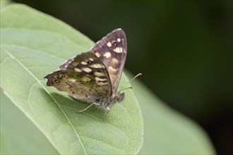 Speckled Wood butterfly (Pararge aegeria)
