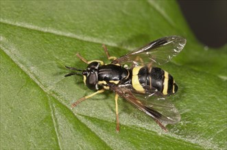 Hoverfly species (Chrysotoxum bicinctum)