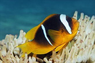 Red Sea clownfish (Amphiprion bicinctus) in front of Anemone