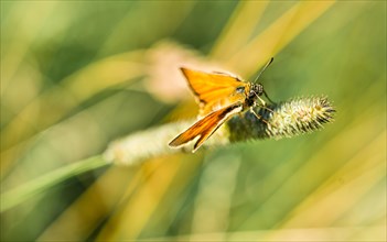 Small Skipper (Thymelicus sylvestris) on a blade of grass