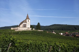 Gothic fortified church of Saint-Jacques in the vineyards