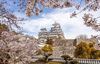 Blossoming cherry trees