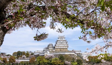 Blossoming cherry trees