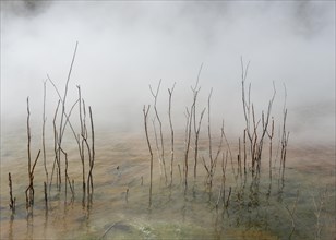 Dead branches in thermal lake