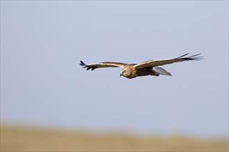 Western marsh-harrier (Circus aeruginosus)