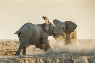 African elephants (Loxodonta africana) fight