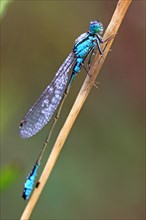 Eurasian Bluet (Coenagrion spec.) covered with dew drops