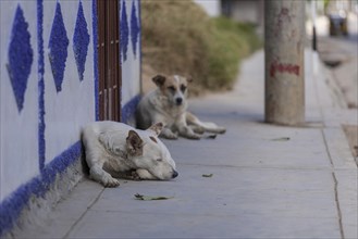 Sleeping dogs lying on the sidewalk
