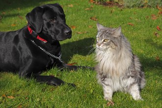 A dog and a cat sitting in a garden