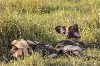 African Wild Dogs (Lyacon pictus)