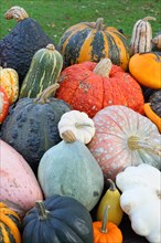 Selection of different varieties of pumpkin in autumn