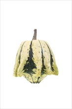 Ornamental gourd variety