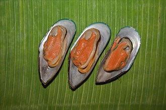 Cooked New Zealand green-lipped mussels (Perna canalicula) from New Zealand lying on a banana leaf