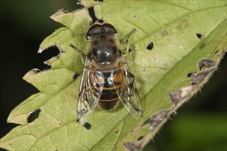 European Hoverfly or Drone Fly (Eristalis tenax)
