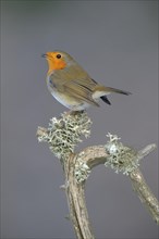 European Robin (Erithacus rubecula) perched on its song post