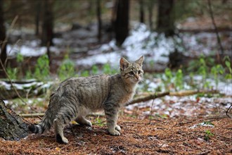 Wildcat (Felis silvestris)