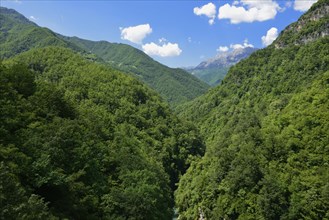 Beech forest in Moraca Canyon between Podgorica and Kolasin