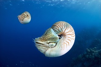Palau Nautiluses (Nautilus belauensis)