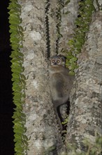 Reddish-gray Mouse Lemur (Microcebus griseorufus) in an octopus tree