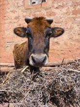 Cow in front of a mud house