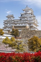 Blossoming cherry trees