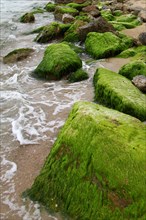 Moss and algae on rocks on the Mediterranean Sea
