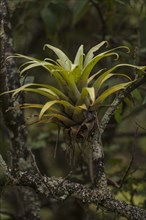 Bromeliad (Bromeliad) in the cloud forest