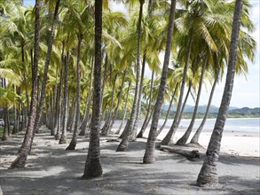 Grove of palm trees on the beach