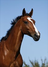 Brown mare