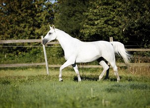 Grey Thuringian Warmblood mare trotting across a paddock