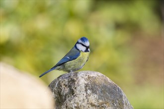 Blue Tit (Cyanistes caeruleus syn Parus caeruleus)