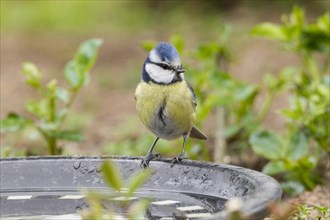 Blue Tit (Cyanistes caeruleus syn Parus caeruleus)