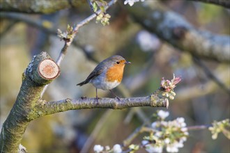 Robin (Erithacus rubecula)